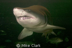 Smiling shark and friends.
 by Mike Clark 